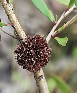 Beesonia ferrugineus Beesoniidae is a family of scale insects commonly known as beesoniids. They typically cause galls on their plant hosts. Members of this family mostly come from southern Asia. (Wikipedia) Australia,Beesonia ferrugineus,Geotagged,NSW Tea Gardens,Summer