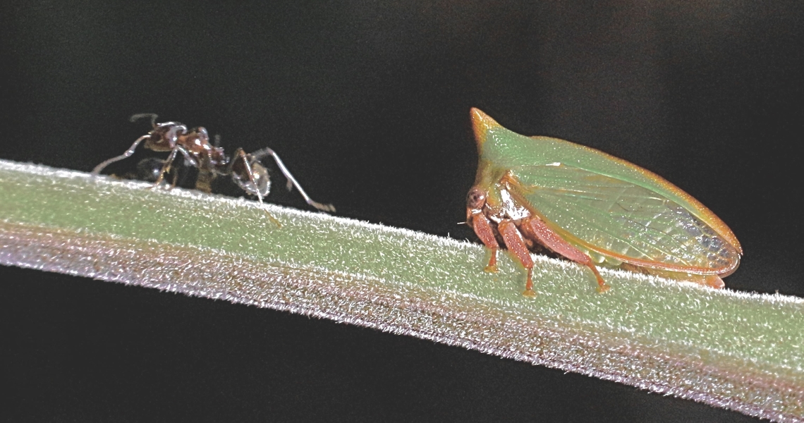 Treehopper - Sextius virescens Unidentified ant leading its Treehopper. Australia,Eamw Treehopper,Fall,Geotagged,Sextius virescens