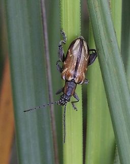 Aquatic leaf beetle - genus Donacia  Australia,Eamw beetles,Geotagged,Spring,St.Georges Basin NSW