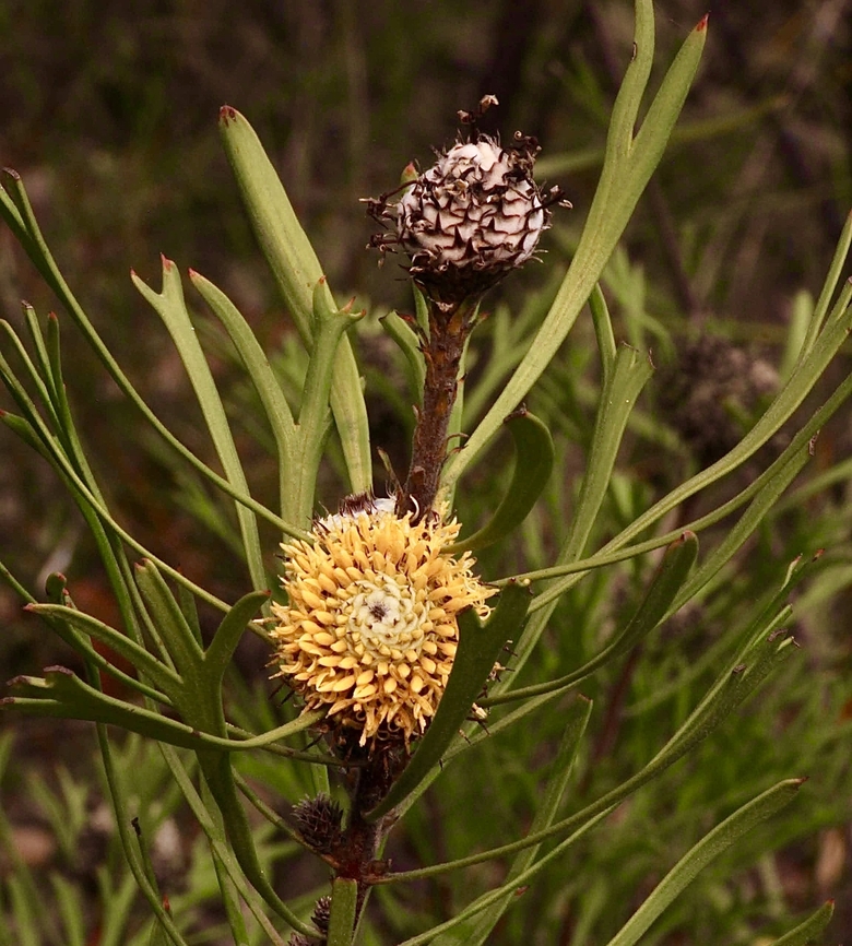 Broad-leaved Drumsticks - Isopogon anemonifolius  Australia,Broad-leaved Drumsticks,Eamw flora,East Kurrajong NSW,Geotagged,Isopogon anemonifolius,Spring