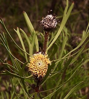 Broad-leaved Drumsticks - Isopogon anemonifolius  Australia,Broad-leaved Drumsticks,Eamw flora,East Kurrajong NSW,Geotagged,Isopogon anemonifolius,Spring