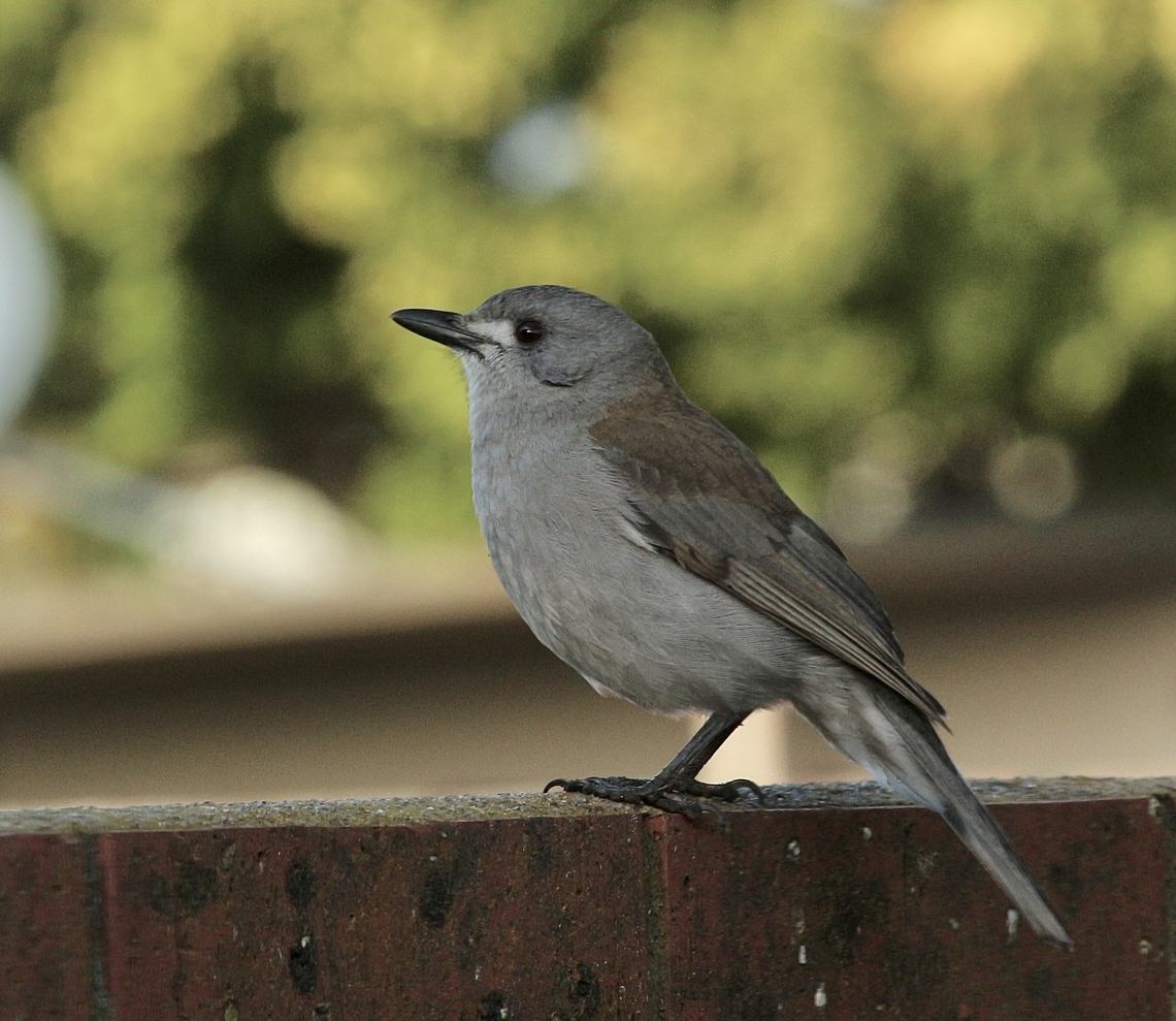 Grey shrike - thrush  -  Colluricincla harmonica Visiting our garden Australia,Colluricincla harmonica,Eamw birds,Encounter Bay SA,Geotagged,Grey shrike-thrush,Winter