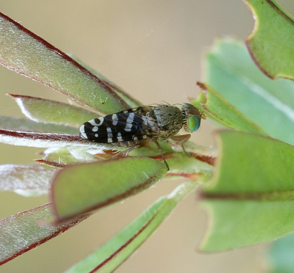 Bubble-gall Tephritid - Aciurina trixa  Aciurina trixa,Australia,Geotagged,Kyeema Conservation Park,Spring,eamw flies