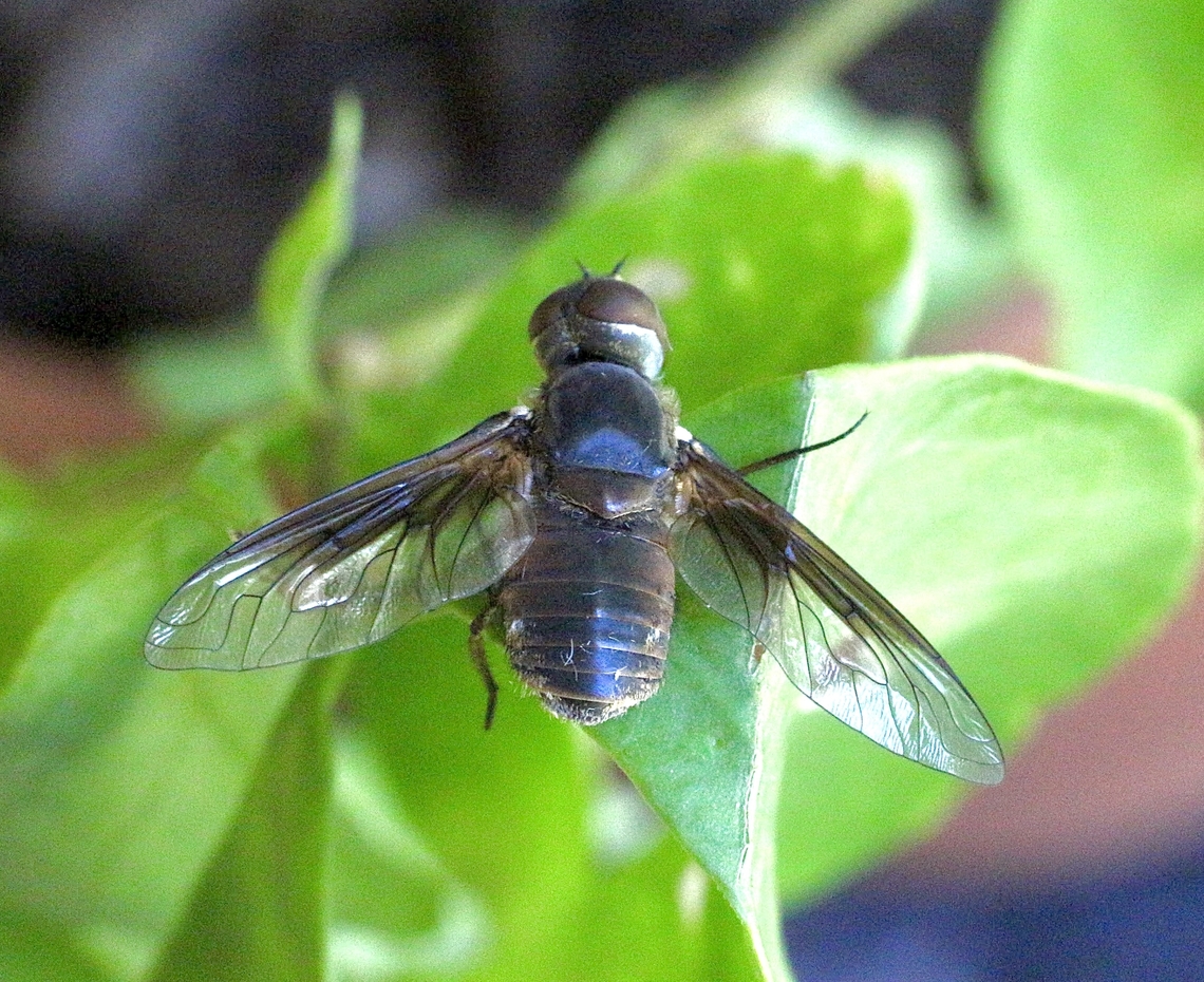 Villa vitripennis  Australia,Eamw bee flies,Geotagged,Karana Downs Qld,Spring,Villa vitripennis