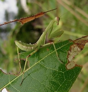 Giant Asian Mantis - Hierodula patellifera                                 Eamw mantids,Fall,Geotagged,Giant Asian Mantis,Hierodula patellifera,Vietnam