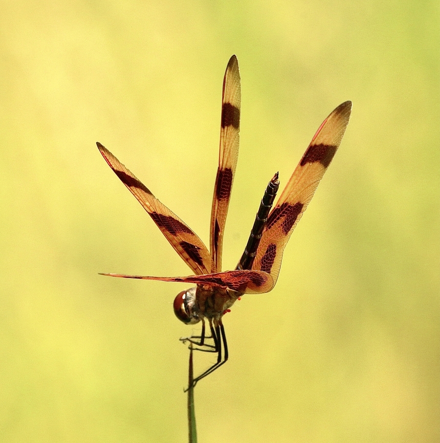 Halloween Pennant - Celithemis eponina Probably a territorial posture. Celithemis eponina,Eamw dragonflies,Geotagged,Halloween Pennant,Orlando,Summer,United States