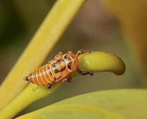Unidentified spittle bug nymph.  Australia,Eamw spittlebugs,Geotagged,Newland head conservation park SA,Spring
