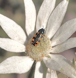 Jewel beetle - Castiarina media On flanel flower- Actinotus helianthi. Australia,Castiarina media,Geotagged,Mundoolun QLD,Spring,eamw jewel beetles
