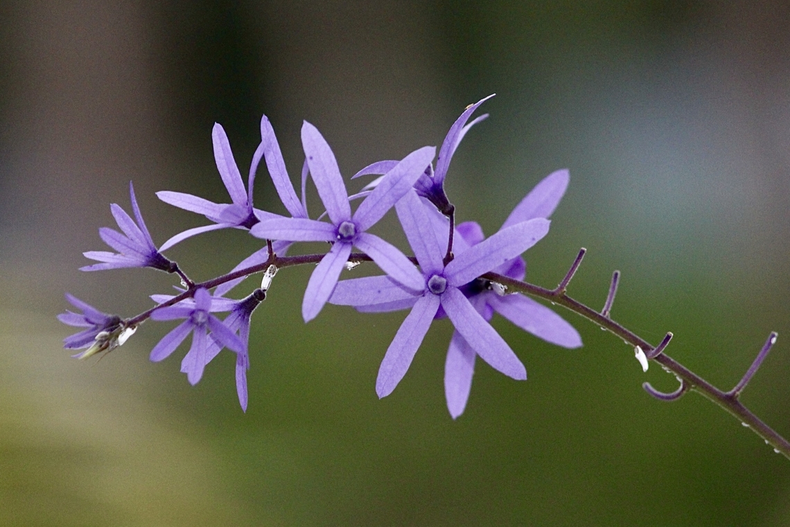 Queen's Wreath - Petrea volubilis Introduced in Vietnam. Eamw flora,Geotagged,Petrea volubilis,Queen's wreath,Spring,Vietnam