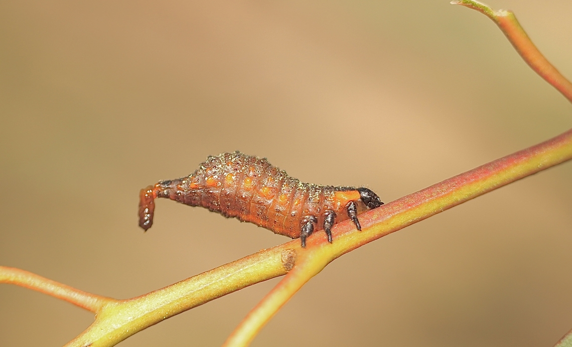 Unidentified sawfly larvae  Australia,Eamw sawflies,Geotagged,Peters Creek SA.,Spring