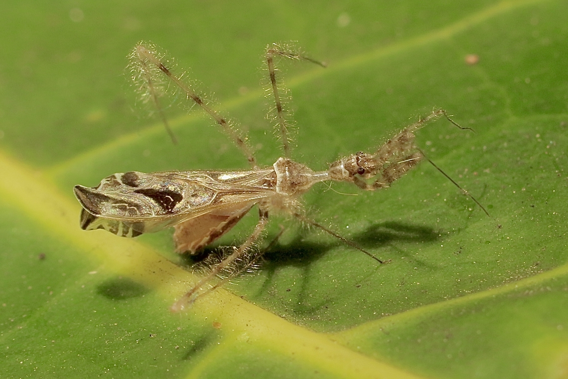 Spider Assassin Bug - Stenolemus fraterculus Attracted to UV light .Most unusual bug, no larger then a normal mosquito. Very delicate and difficult to photograph. Australia,Eamw assassin bugs,Encounter Bay SA,Geotagged,Spring,Stenolemus fraterculus,UVL