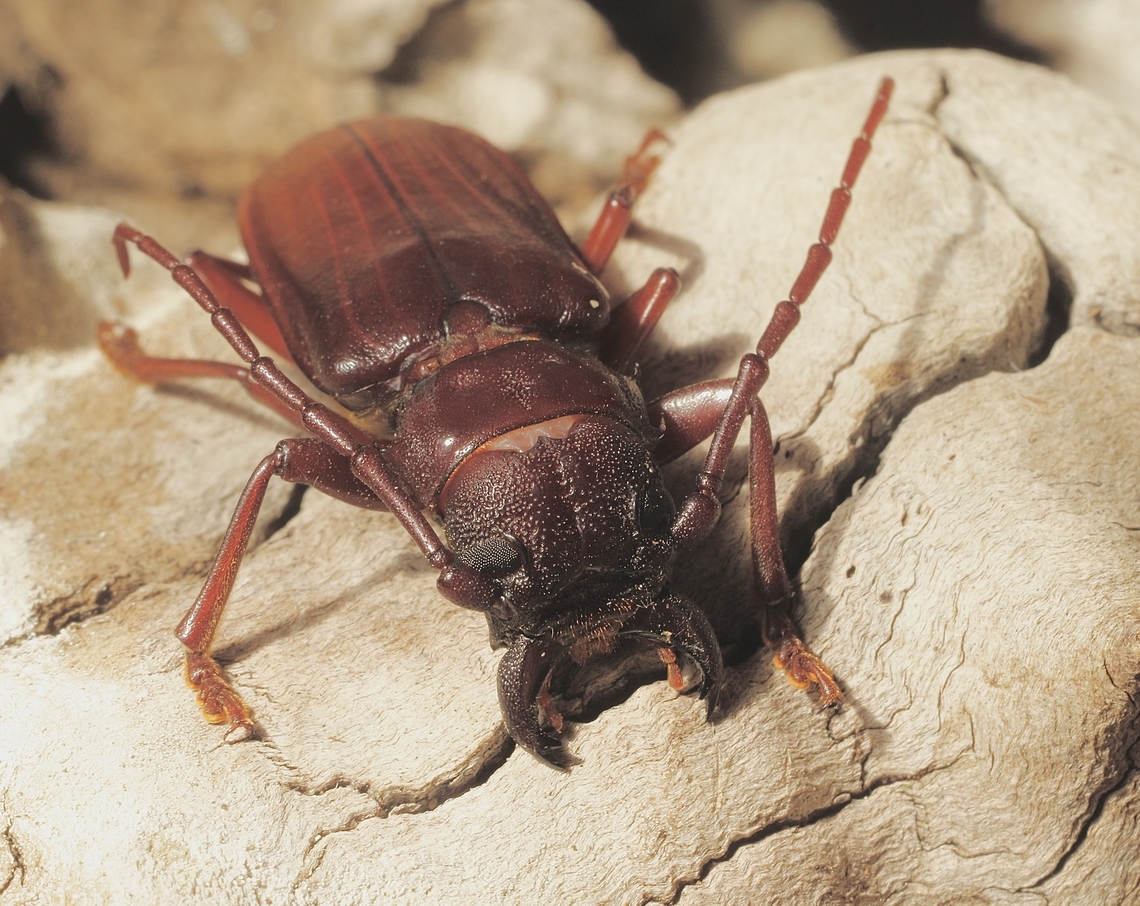 Cacodacnus planicollis Cant find any information about this one except the subfamily shown In INaturalist.<br />
Attracted to UV light on a hot night. Approximately 30-40 mm long.<br />
Identified by Christine Young. Australia,Cacodacnus planicollis,Eamw beetles,Encounter Bay SA,Geotagged,Longhorn beetle,Spring,UVL