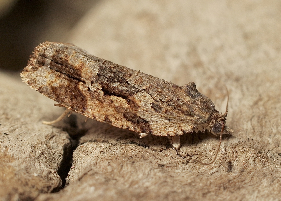 Thrincophora lignigerana Attracted to UV light. Australia,Eamw moth,Encounter Bay SA,Geotagged,Spring,Thrincophora lignigerana,UVL