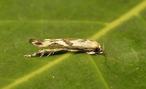 Stathmopoda melanochra Attracted to UV light  Australia,Eamw moth,Encounter Bay SA,Geotagged,Spring,Stathmopoda melanochra,UVL