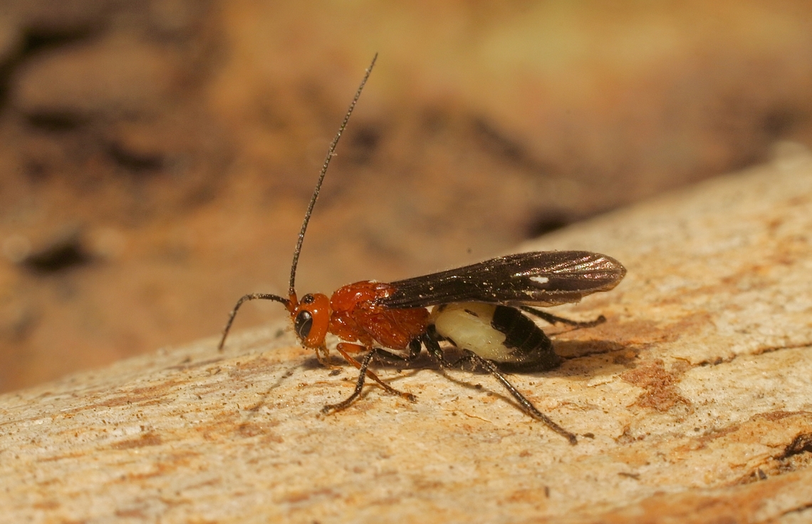 Unidentified wasp in genus Callibracon  Australia,Eamw wasps,Geotagged,Spring,Victor Harbor SA