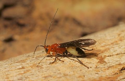 Unidentified wasp in genus Callibracon  Australia,Eamw wasps,Geotagged,Spring,Victor Harbor SA