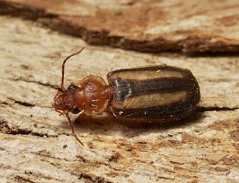 Philophlaeus australis Found under eucalyptus trees bark. Australia,Eamw beetles,Geotagged,Philophlaeus australis,Spring,Victor Harbor SA