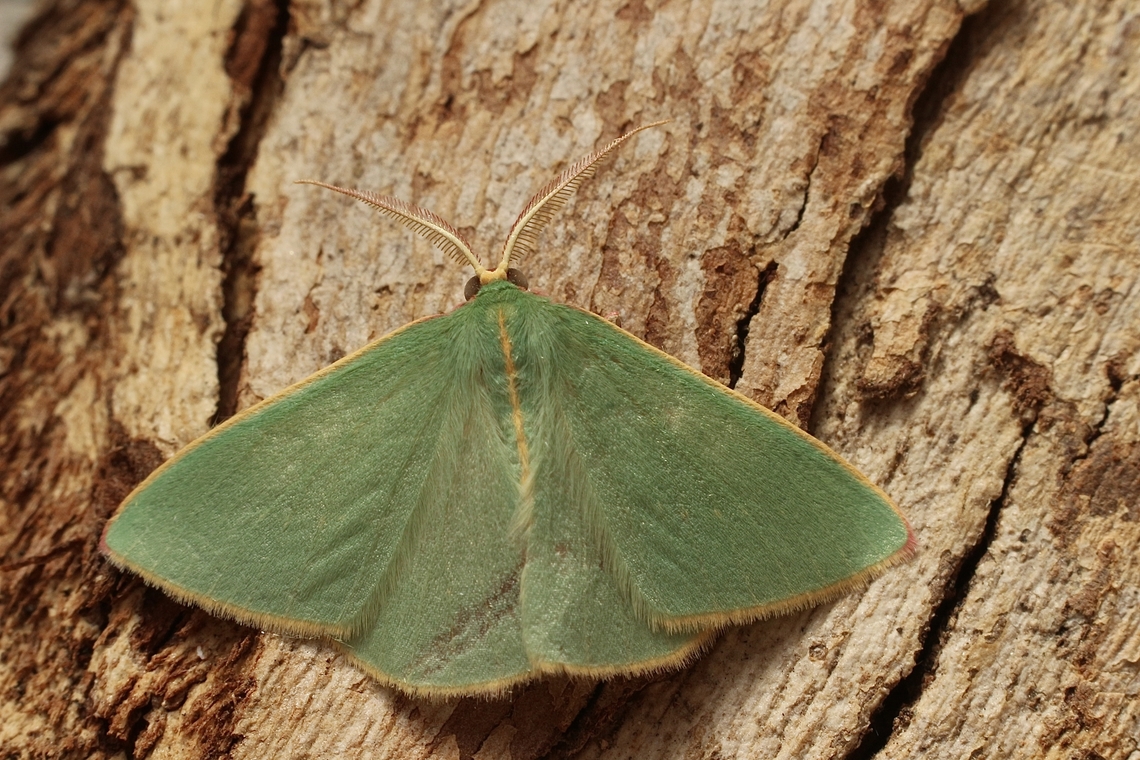 Guenee's Emerald - Chlorocoma dichloraria  Australia,Chlorocoma dichloraria,Eamw emerald moth,Eamw moth,Geotagged,Spring,Victor Harbor SA