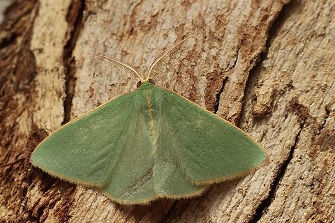 Guenee's Emerald - Chlorocoma dichloraria  Australia,Chlorocoma dichloraria,Eamw emerald moth,Eamw moth,Geotagged,Spring,Victor Harbor SA