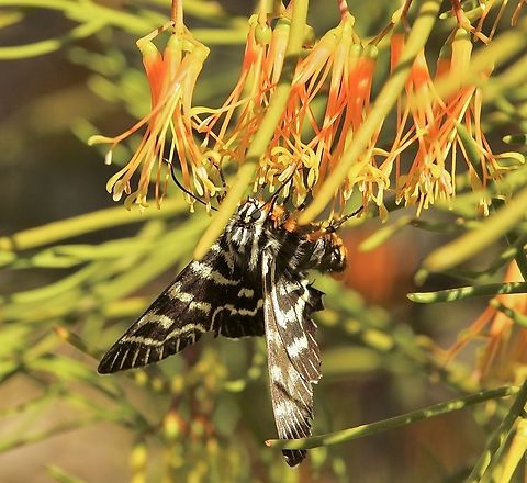 Mistletoe Moth - Comocrus behri Feeding on Mistletoe species - Amyema preissii, Comocrus behri,Eamw moth,Mistletoe Moth,Newland head conservation park SA