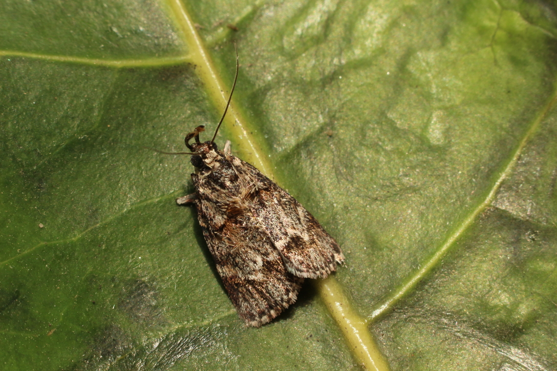 Spectrotrota fimbrialis Attracted to UV light Australia,Eamw moth,Encounter Bay SA,Geotagged,Spectrotrota,Spectrotrota fimbrialis,Spring,UVL