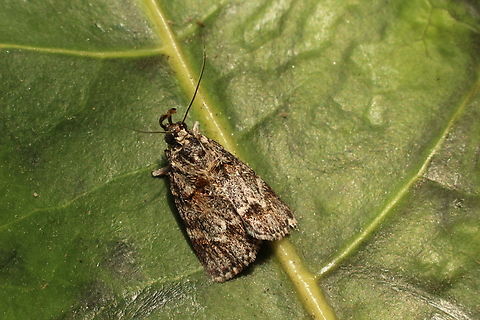 Spectrotrota fimbrialis Attracted to UV light Australia,Eamw moth,Encounter Bay SA,Geotagged,Spectrotrota,Spectrotrota fimbrialis,Spring,UVL