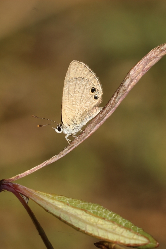 Double-spotted Line Blue - Nacaduba biocellata  Australia,Double-spotted Line Blue,Eamw butterflies,Geotagged,Nacaduba biocellata,Newland head conservation park SA,Spring