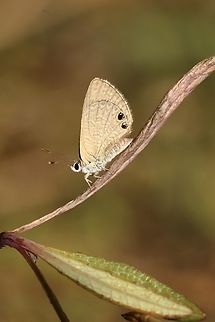 Double-spotted Line Blue - Nacaduba biocellata  Australia,Double-spotted Line Blue,Eamw butterflies,Geotagged,Nacaduba biocellata,Newland head conservation park SA,Spring