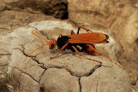 Orange Spider Wasp - Cryptocheilus bicolor  Australia,Cryptocheilus bicolor,Eamw wasps,Geotagged,Newland head conservation park SA,Spring