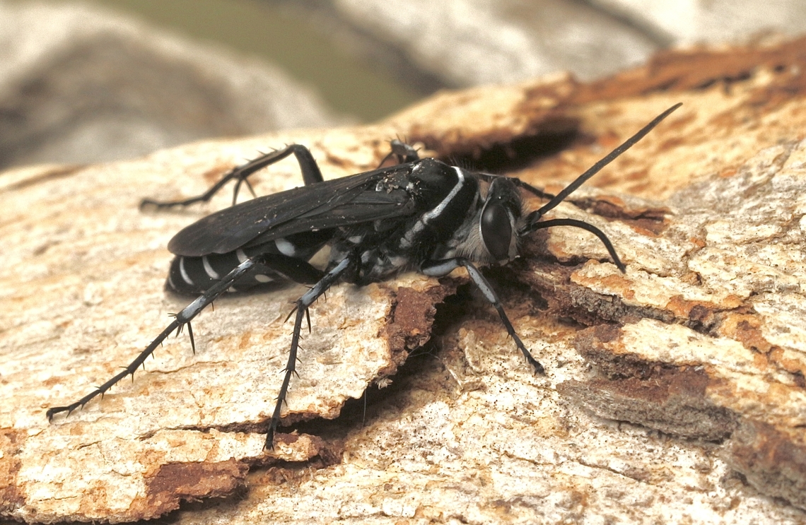 Pale Zebra Spider Wasp - Turneromyia melancholicus  Australia,Eamw wasps,Geotagged,Newland head conservation park SA,Pale Zebra Spider Wasp -,Spring,Turneromyia melancholicus