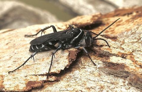 Turneromyia melancholicus