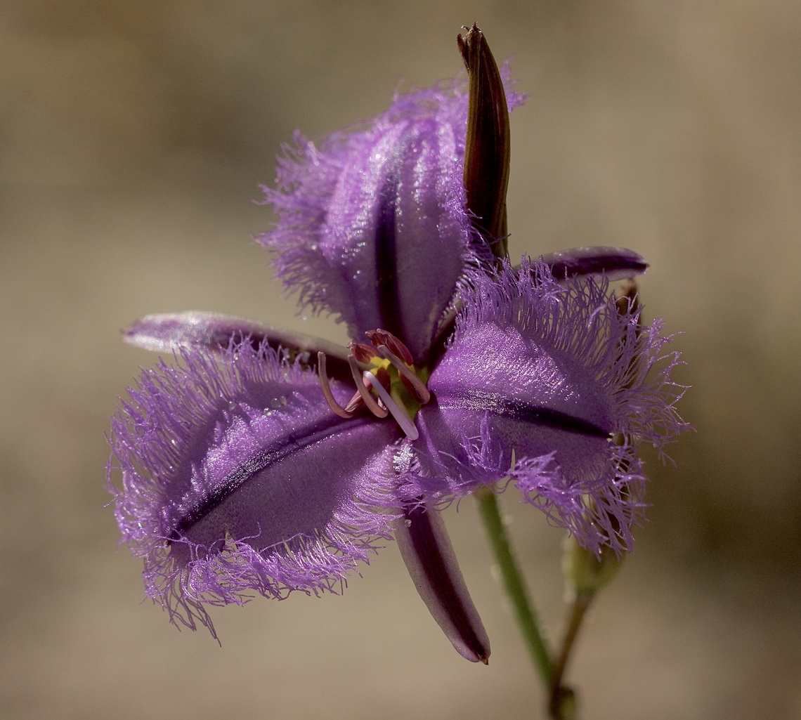 Rush Fringe-Lily - Thysanotus racemoides  Australia,Eamw flora,Geotagged,Newland head conservation park SA,Rush Fringe-Lily,Spring,Thysanotus racemoides