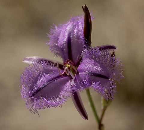 Rush Fringe-Lily - Thysanotus racemoides  Australia,Eamw flora,Geotagged,Newland head conservation park SA,Rush Fringe-Lily,Spring,Thysanotus racemoides