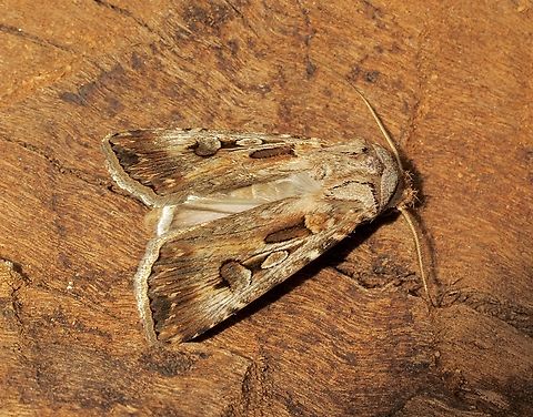 Brown Cutworm - Agrotis munda Attracted to UV light. Agrotis munda,Australia,Brown Cutworm,Eamw moth,Encounter Bay SA,Geotagged,Spring