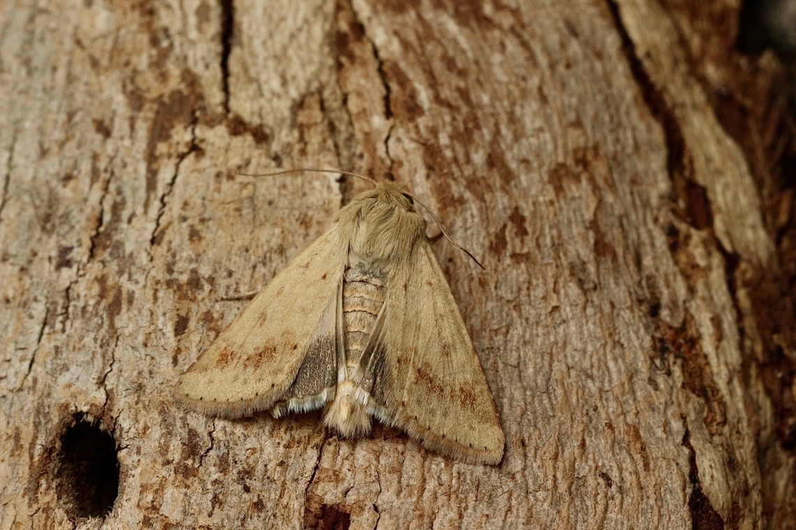 Australian bollworm - Helicoverpa punctigera  Australia,Eamw moth,Geotagged,Helicoverpa punctigera,Newland head conservation park SA,Spring