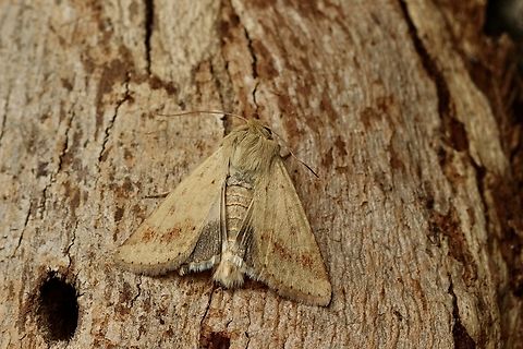 Australian bollworm - Helicoverpa punctigera  Australia,Eamw moth,Geotagged,Helicoverpa punctigera,Newland head conservation park SA,Spring