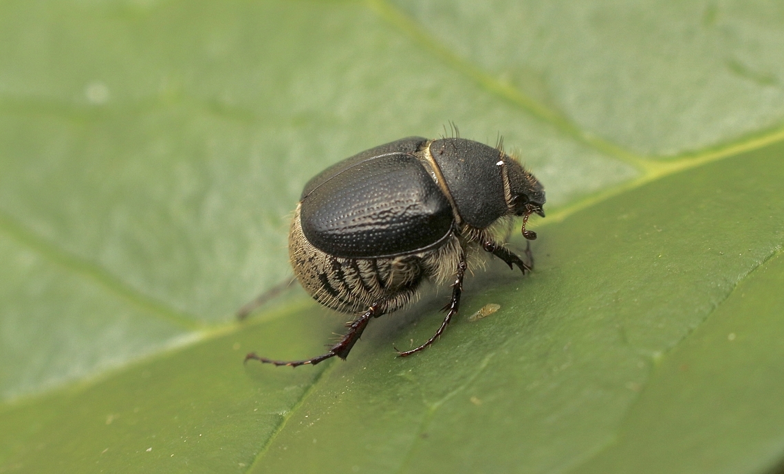 Scarab beetle in Genus Liparetrus Approximately 5 mm in size,  Australia,Eamw beetles,Geotagged,Newland head conservation park SA,Spring