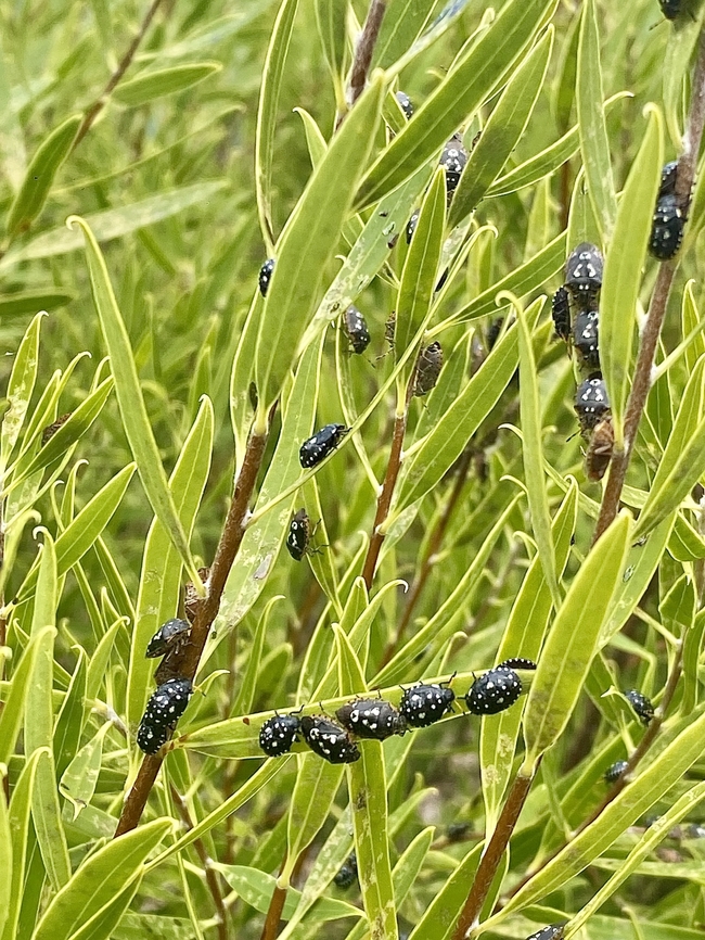 Pittosporum Bug - Pseudapines geminata Found many congregating on Pittosporum angustifolium Australia,Eamw shield bugs,Encounter Bay SA,Geotagged,Pittosporum Bug,Pseudapines geminata,Spring
