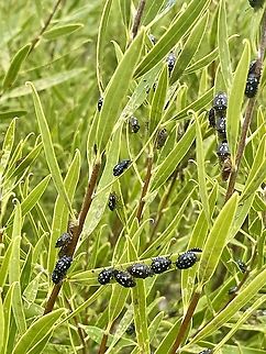 Pittosporum Bug - Pseudapines geminata Found many congregating on Pittosporum angustifolium Australia,Eamw shield bugs,Encounter Bay SA,Geotagged,Pittosporum Bug,Pseudapines geminata,Spring