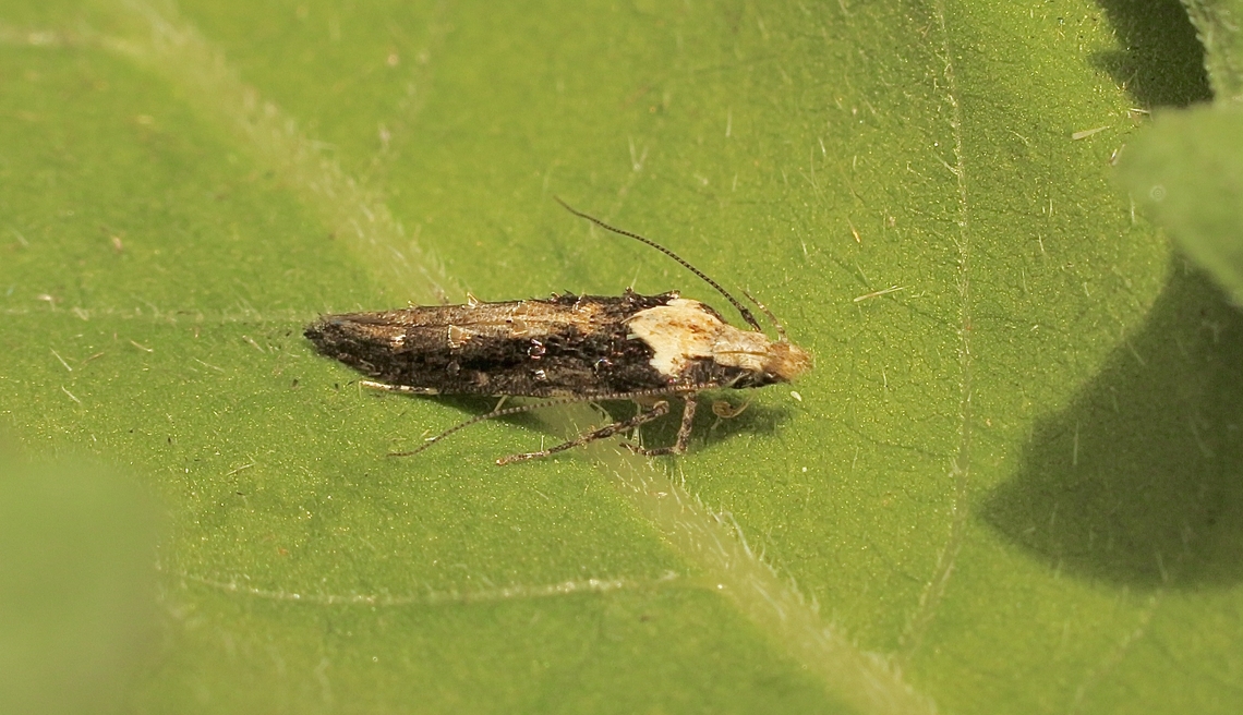 Leptozestis toreutica  Australia,Eamw moth,Encounter Bay SA,Geotagged,Leptozestis toreutica,Spring,UVL