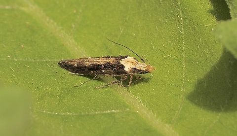 Leptozestis toreutica  Australia,Eamw moth,Encounter Bay SA,Geotagged,Leptozestis toreutica,Spring,UVL