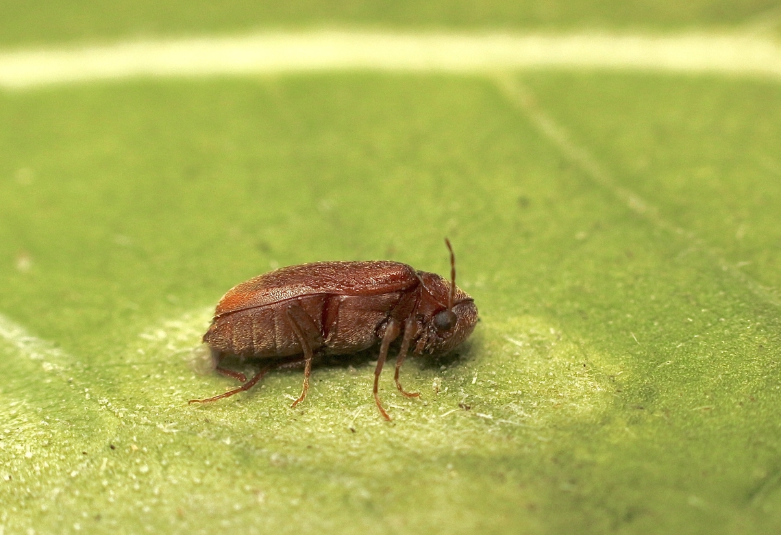 Pine Bark Anobiid Beetle-Ernobius mollis&nbsp; Unusual posture due to being cooled down for taking image.Attracted to UV light. Australia,Eamw beetles,Encounter Bay SA,Ernobius mollis,Geotagged,Spring,UVL