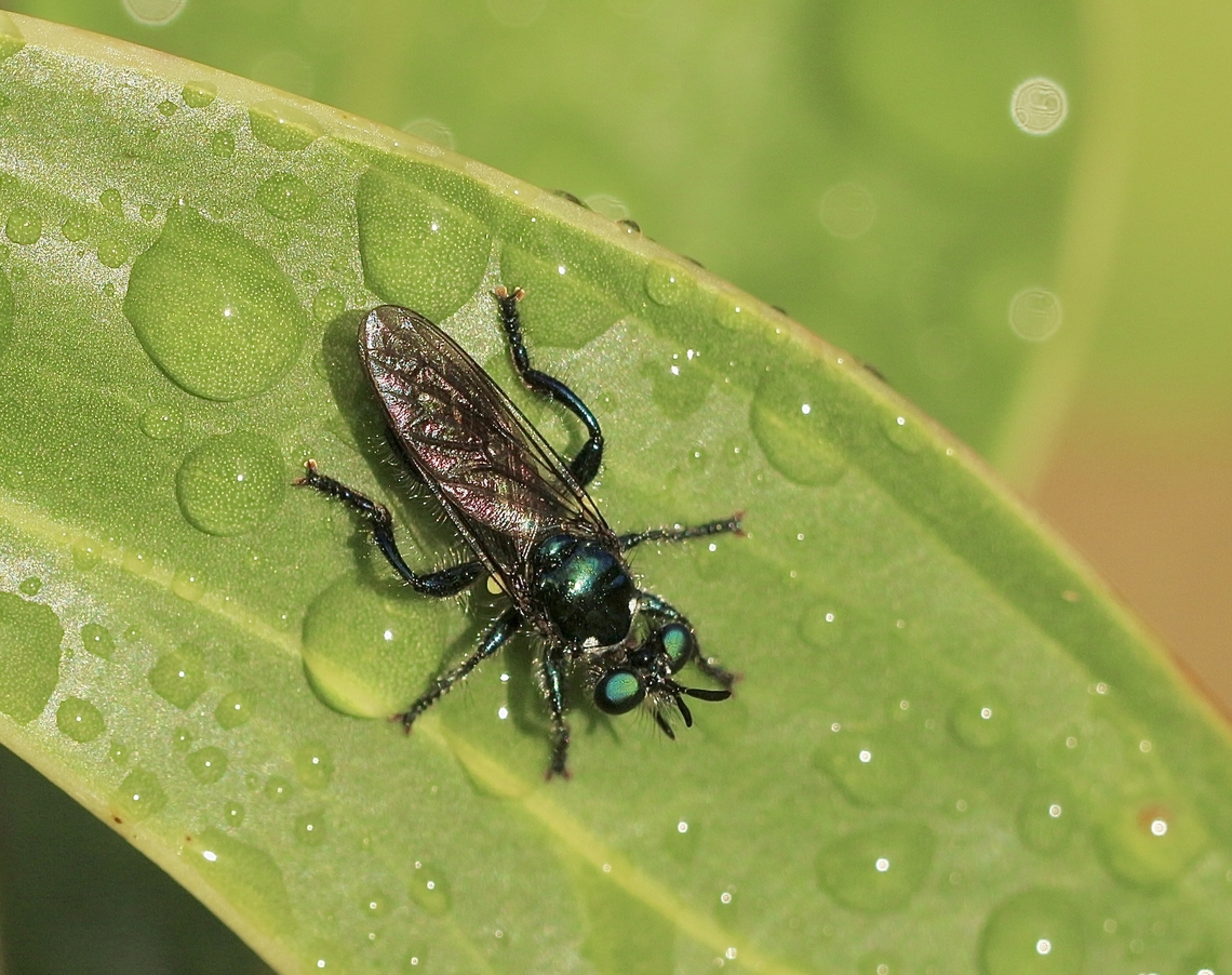 Bee  mimicking robber fly - genus Laphria Genus Laphria according to INaturalist. Australia,Eamw robber flies,Geotagged,Kyeema Conservation Park,Spring