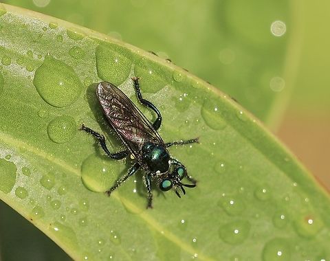 Bee  mimicking robber fly - genus Laphria Genus Laphria according to INaturalist. Australia,Eamw robber flies,Geotagged,Kyeema Conservation Park,Spring