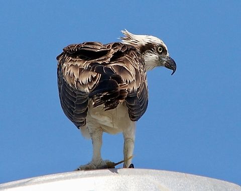 Osprey - Pandion haliaetus Resting on a bridge lamp post after fishing. Australia,Eamw birds,Eamw birds of prey,Geotagged,Haleculani NSW,Osprey,Pandion haliaetus,Summer