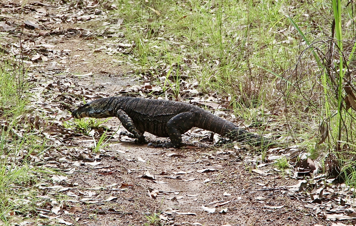 Lace monitor - Varanus varius Wandering in its territory,probably looking for food. Australia,Eamw reptiles,Geotagged,Lace monitor,NSW Tea Gardens,Summer,Varanus varius