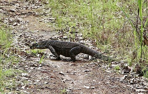 Lace monitor - Varanus varius Wandering in its territory,probably looking for food. Australia,Eamw reptiles,Geotagged,Lace monitor,NSW Tea Gardens,Summer,Varanus varius