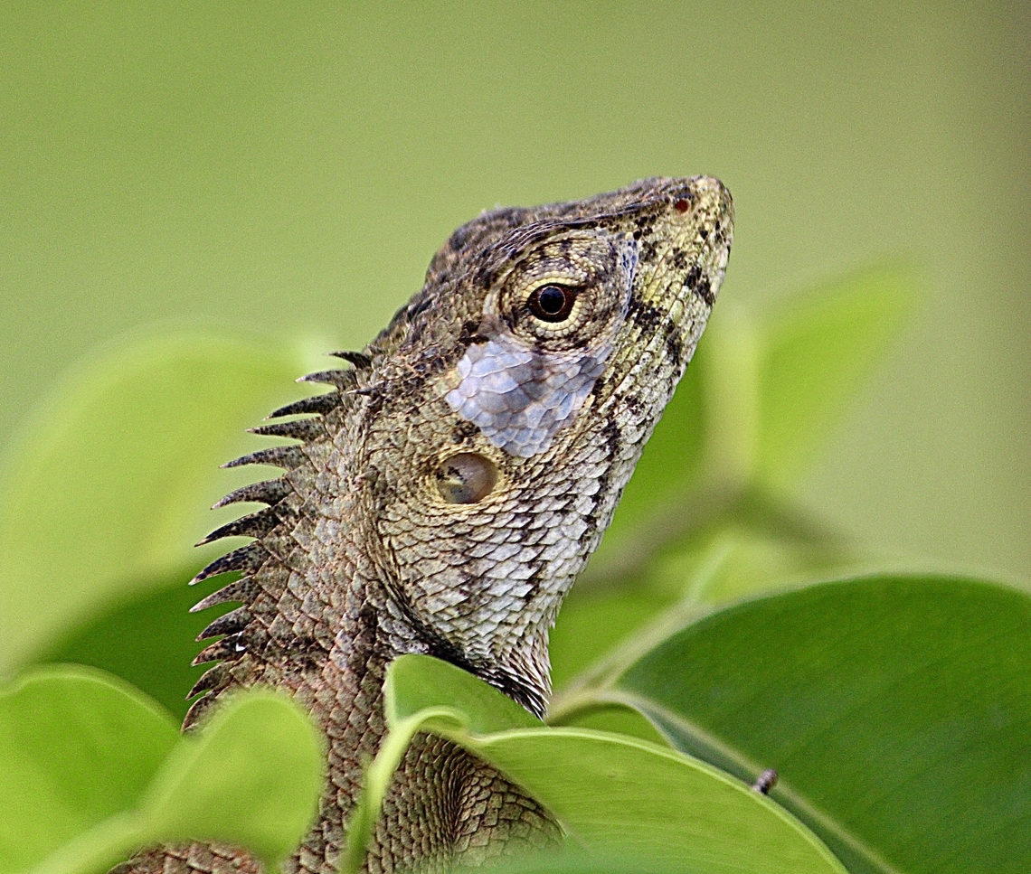 Oriental garden lizard - Calotes versicolor Note: Due to Google photo dates mixups - the capture date was May 1.2013 Calotes versicolor,Eamw reptiles,Geotagged,Oriental garden lizard,Spring,Vietnam