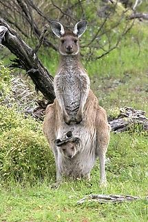 Western grey kangaroo - Macropus fuliginosus Mum and Joey being inquisitive. Aldinga scrub conservation park,Eamw macropods,Macropus fuliginosus,Western grey kangaroo,eamw marsupials