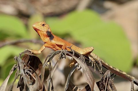 Oriental garden lizard - Calotes versicolor The coloration is very variable in this species. Calotes versicolor,Eamw reptiles,Geotagged,Oriental garden lizard,Spring,Vietnam